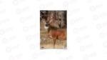 Birchwood Casey Pregame Target 16.5" x 24" Target W/ Visible Vitals 3 Targets 35401