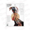 Champion Traps & Targets Lifesize Practice Target Turkey 12/Pack 45780 Lifesize